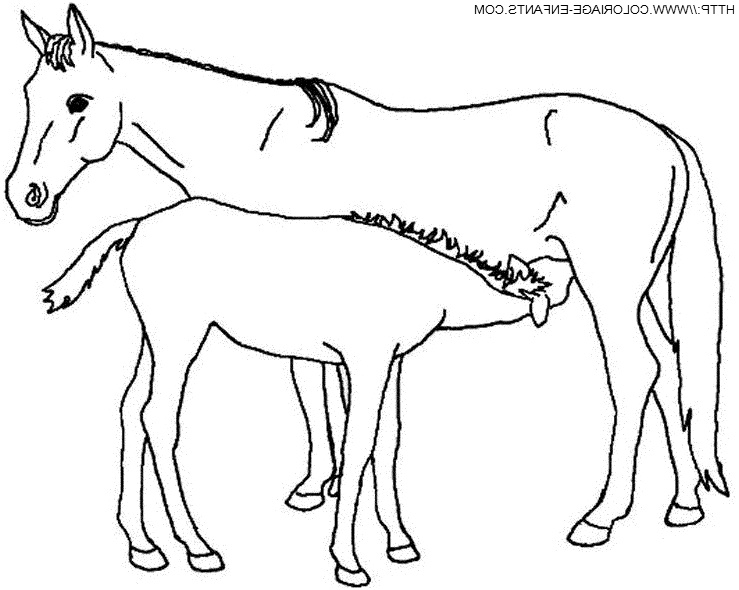 chevaux dessin