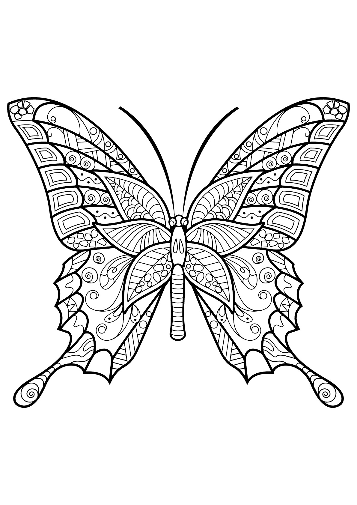 image=papillons coloriage papillon motifs 6 1