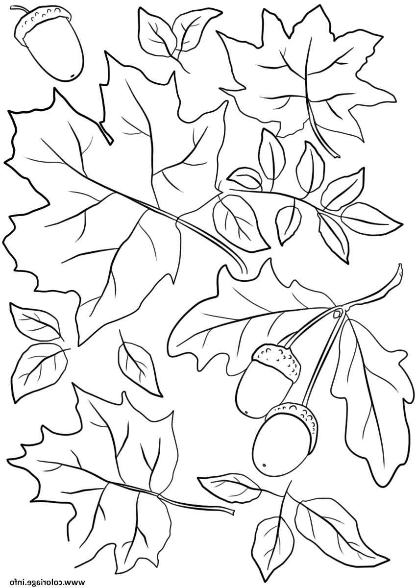 automne feuilles and acorns fall coloriage dessin