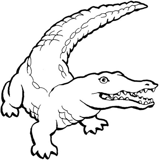 free coloring pages crocodiles