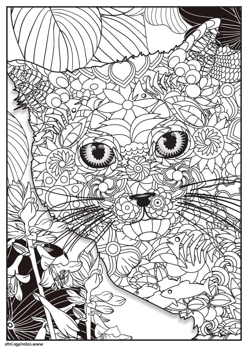 chat british shorthair adulte animaux coloriage dessin