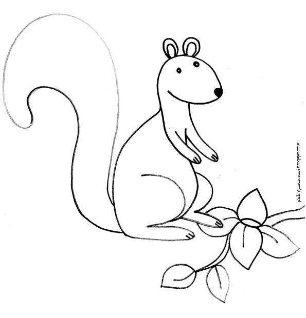 dessin ecureuil