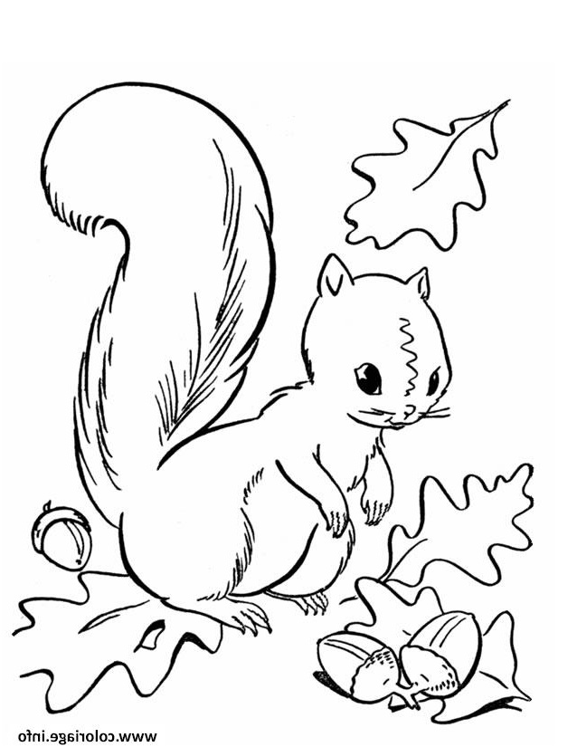 ecureuil automne coloriage dessin