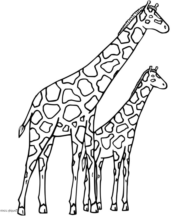coloriage girafe a imprimer