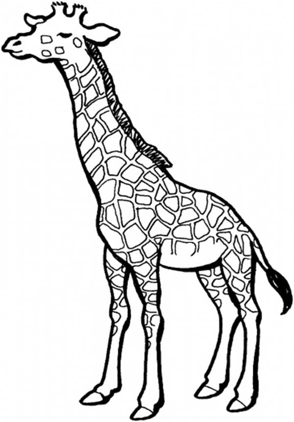 giraffe picture coloring page