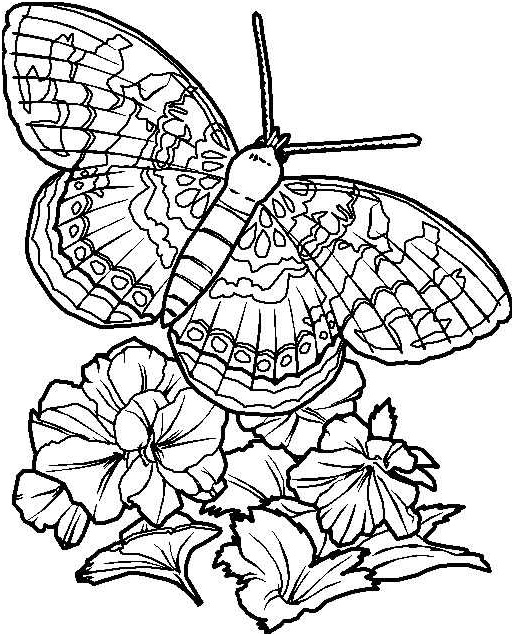 coloriage papillon detaille