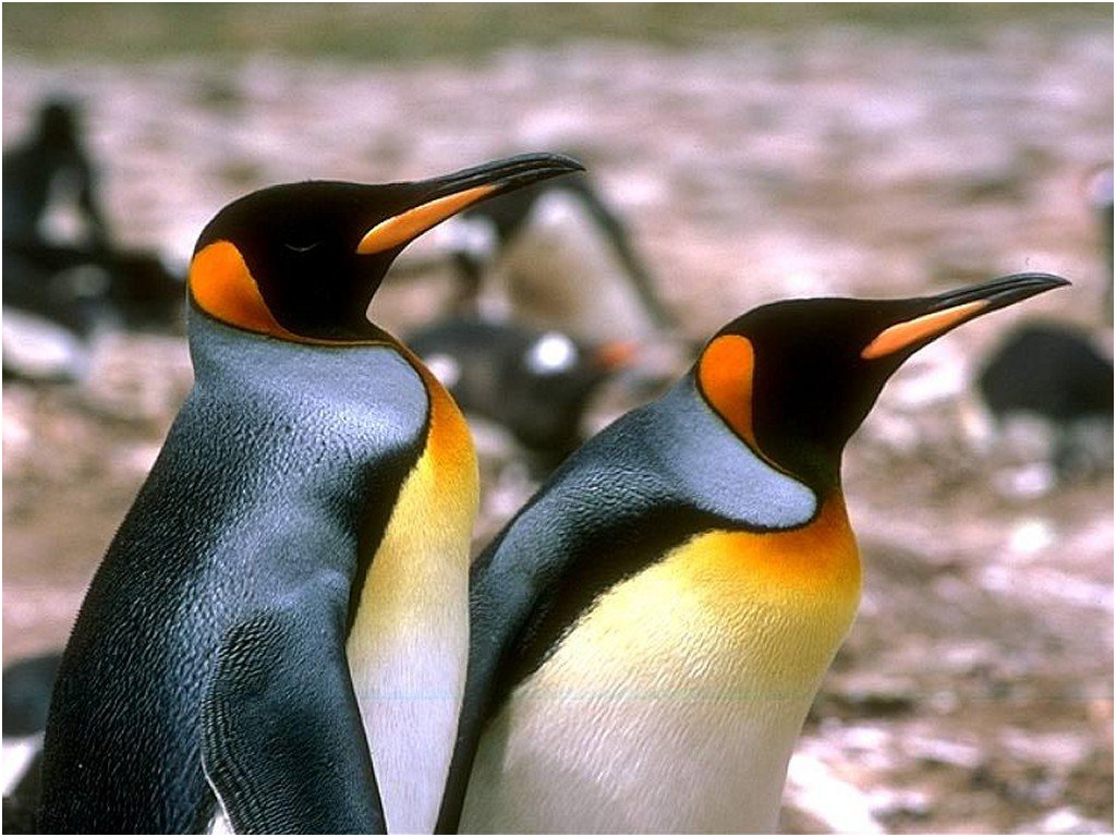 coloriage pingouin mignon
