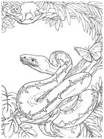 45 coloriage serpent