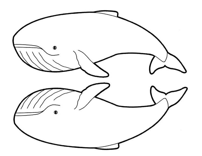 dessin baleine a imprimer 2572