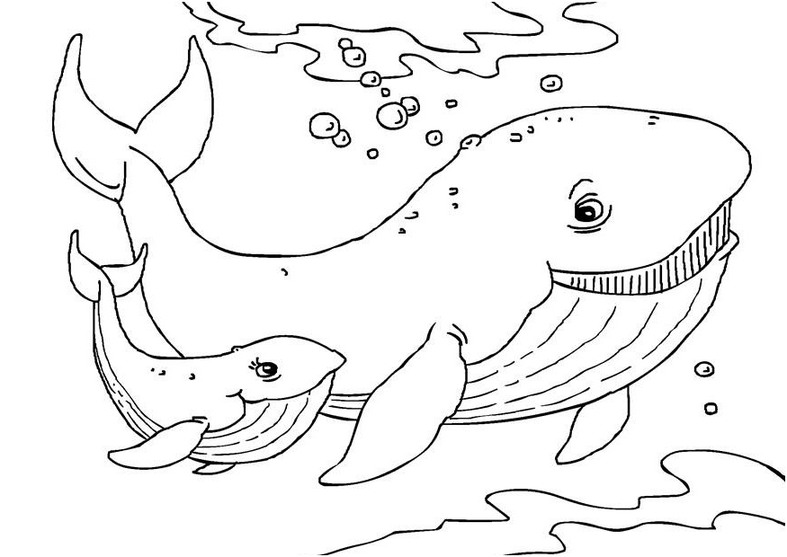 coloriage baleines i