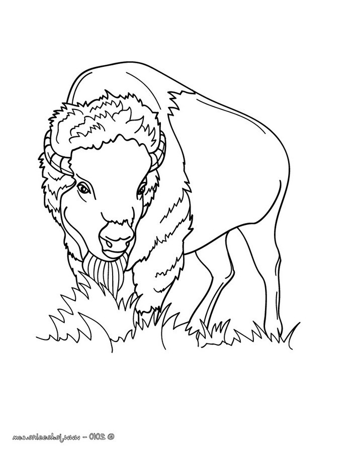 dessin graine de bison