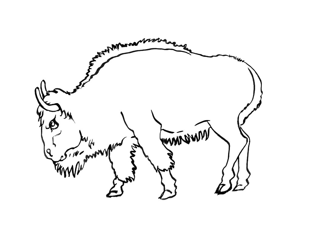 coloriage bison
