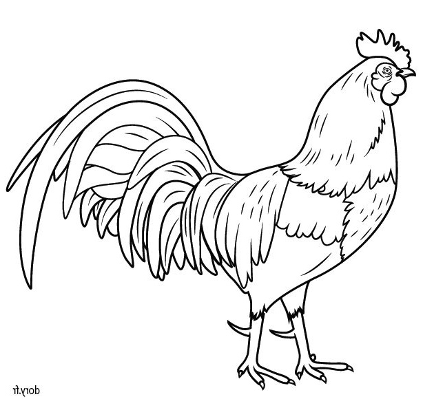 coq poule