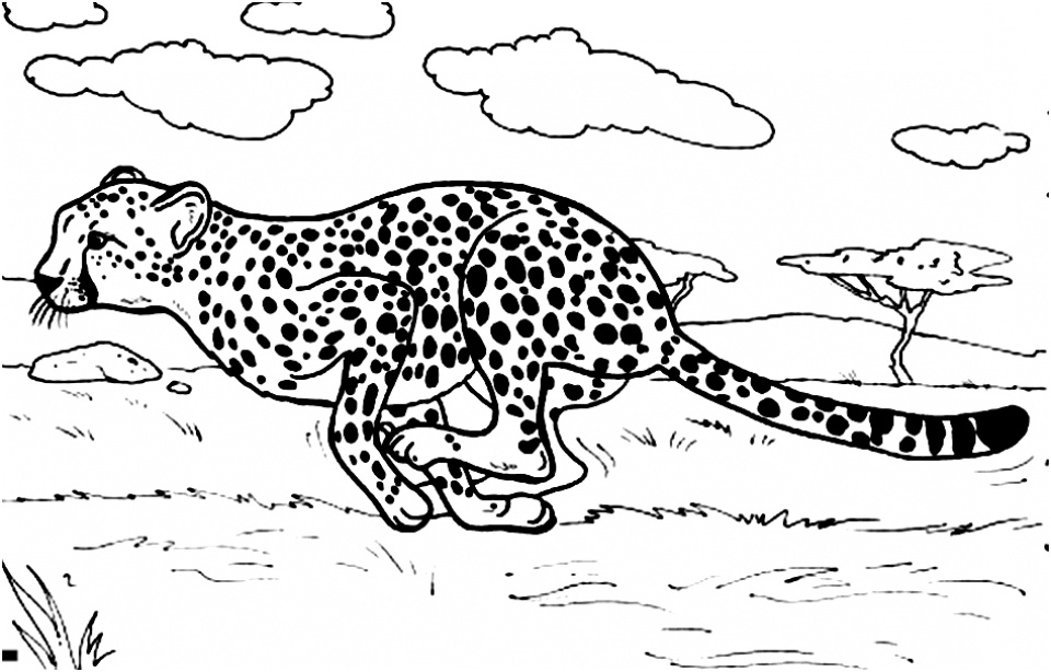 cheetah coloring pages printable 7nv41