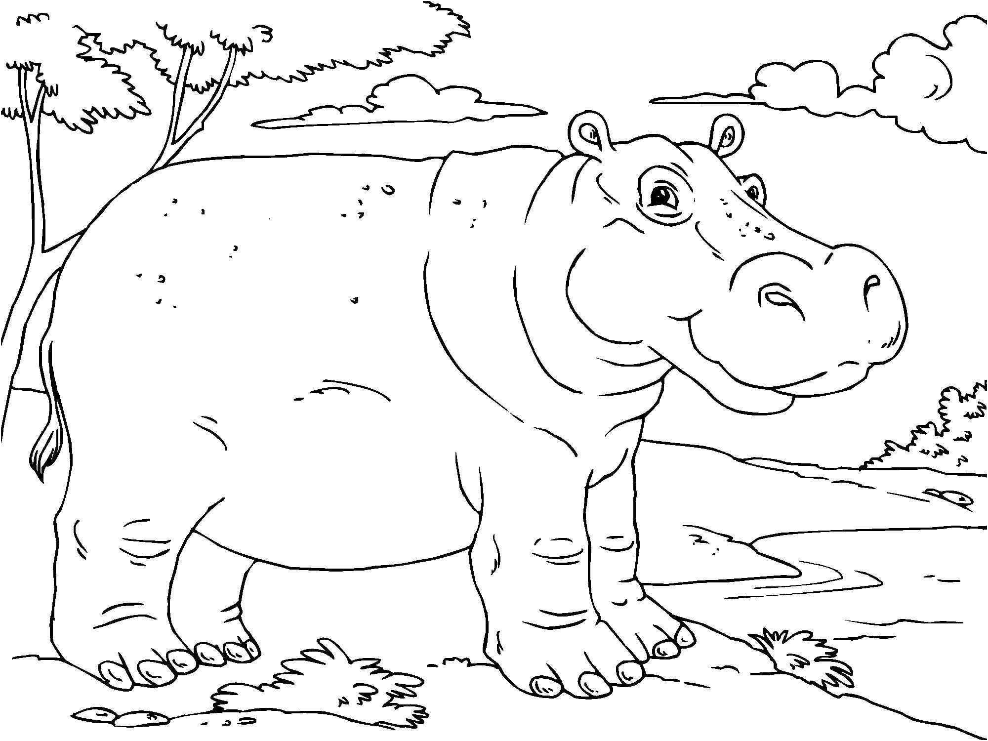 hippopotamus coloring page for kids