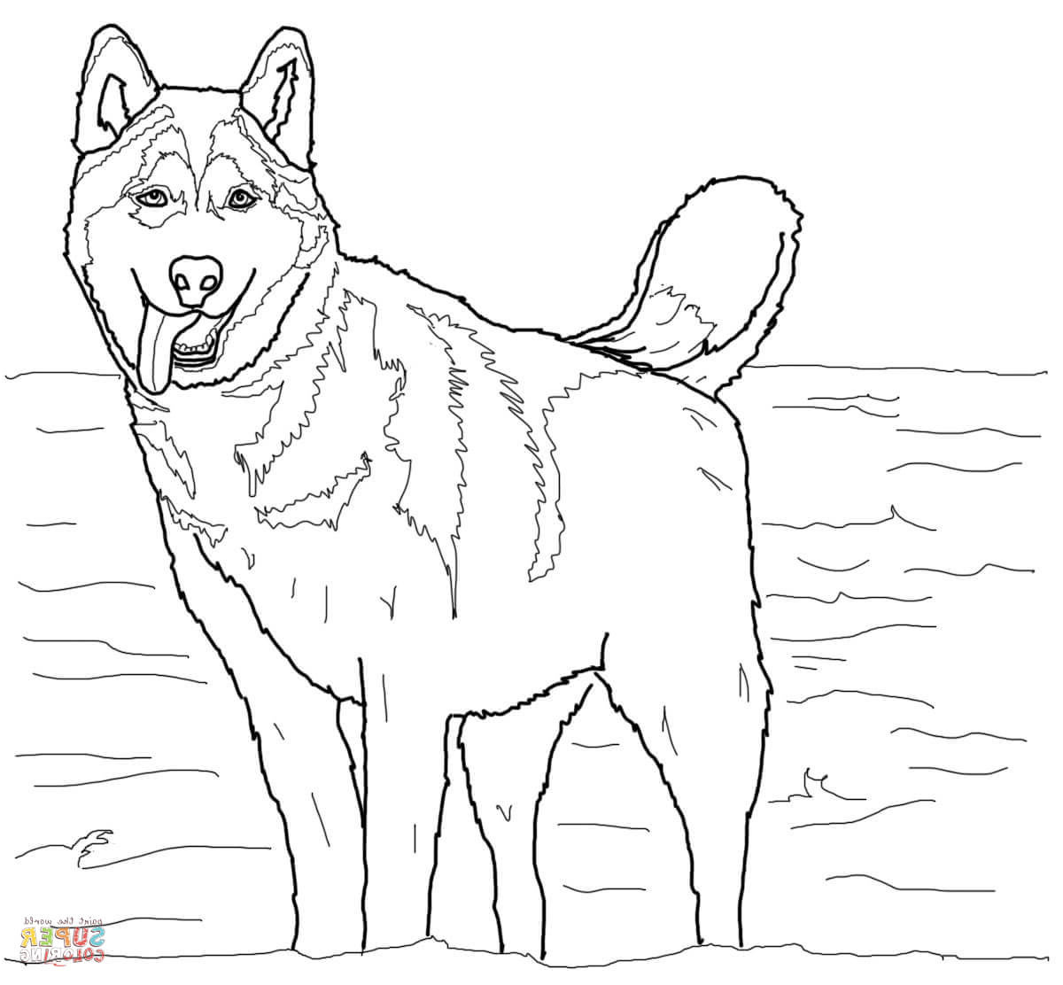 imagenes de dibujos de husky siberiano para colorear TA6GKaqEb