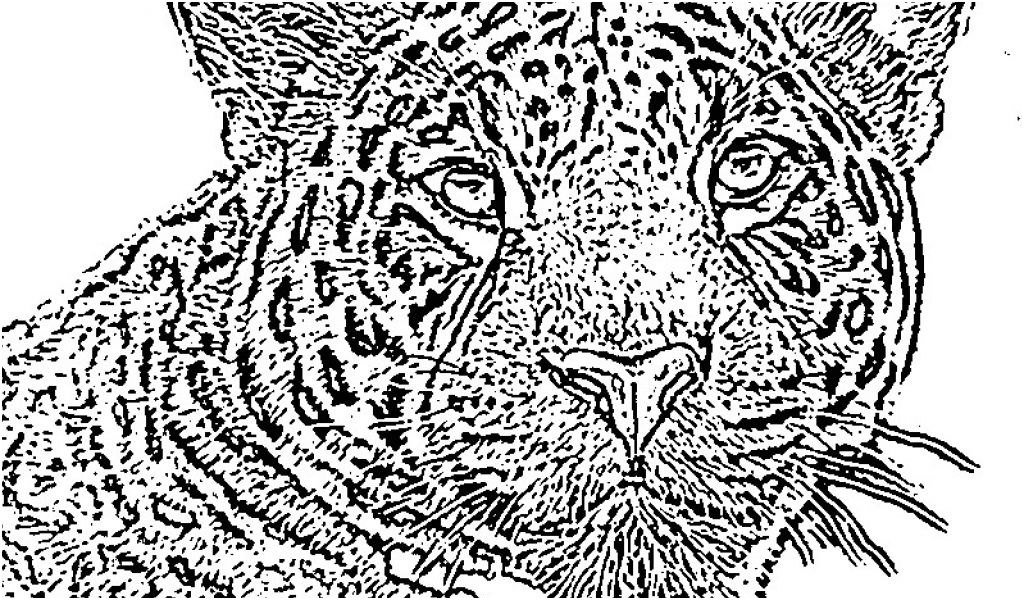 coloriage de jaguar a imprimer dessin jaguar facile