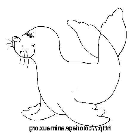 dessin d un phoque