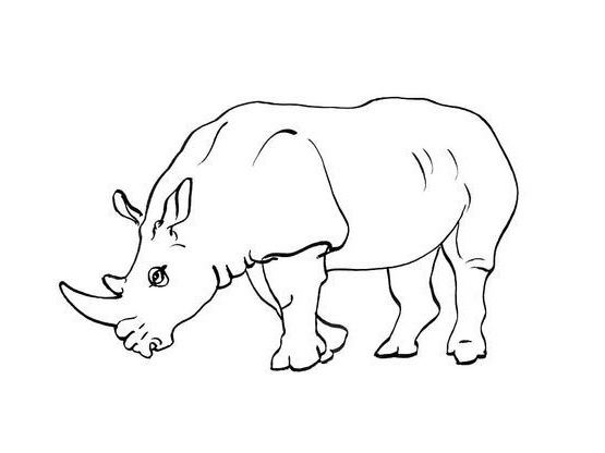 96 meilleur de coloriage rhinoceros
