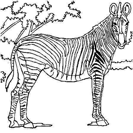 coloriage d un zebre