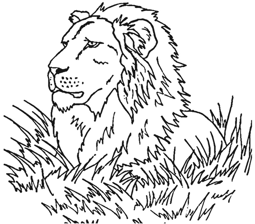 dessin de lion en couleur