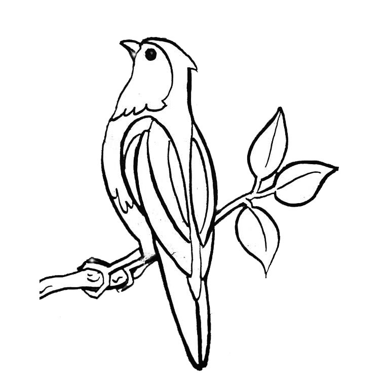 dessin oiseau sur une branche