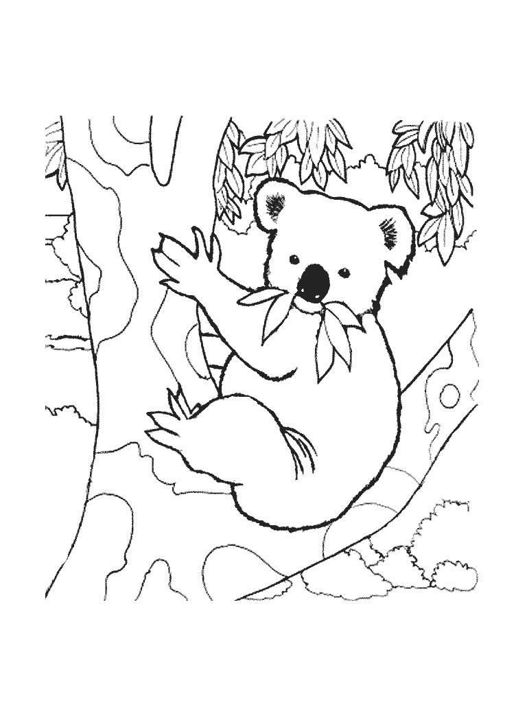 coloriage a dessiner de koala hugo l escargot