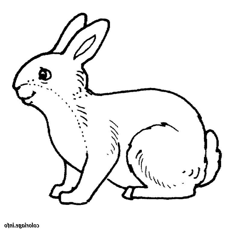 lapin coloriage