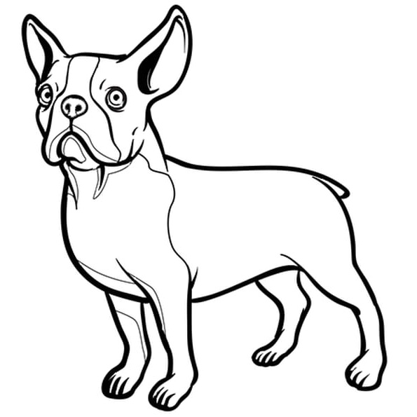 chien bouledogue nain coloriage