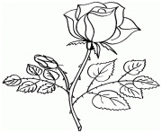 rose en forme de coeur coloriage