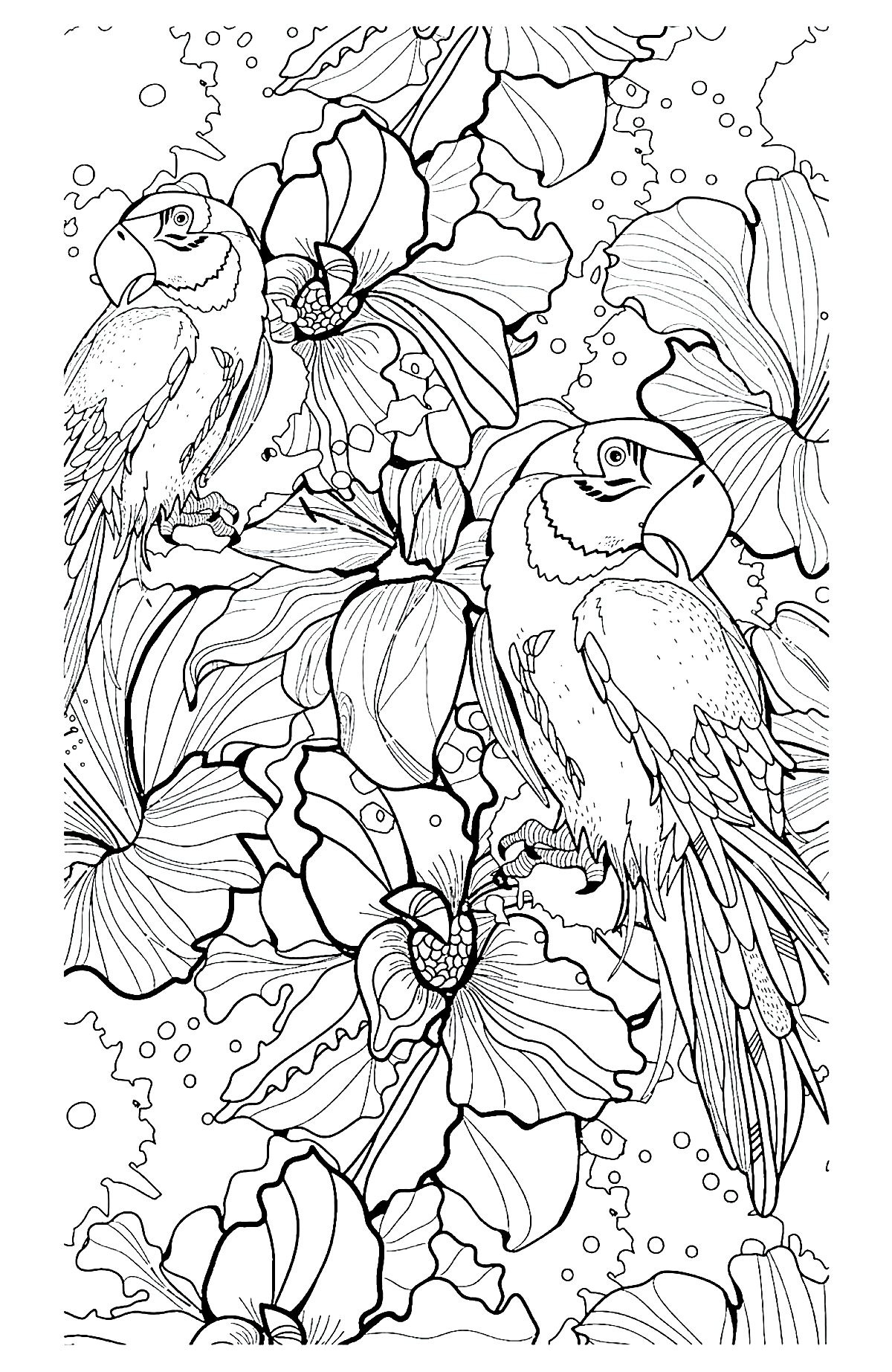 6 image=animaux coloriage adulte difficile perroquets 1
