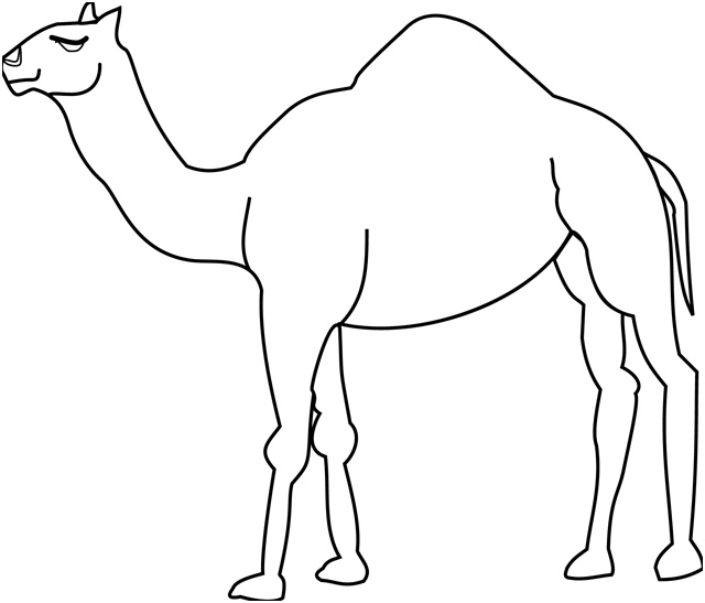 dessin dromadaire chameau