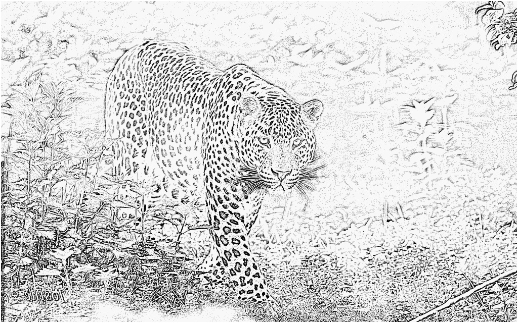 coloriage leopard 1 leopard