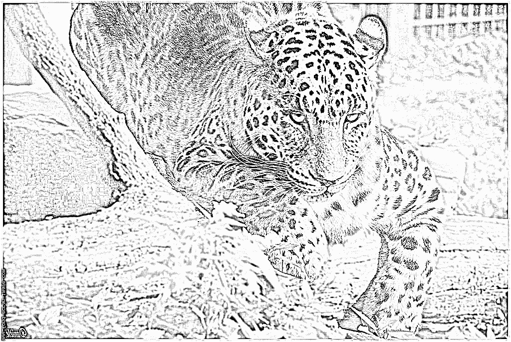 coloriage leopard dsc 0072 leopard