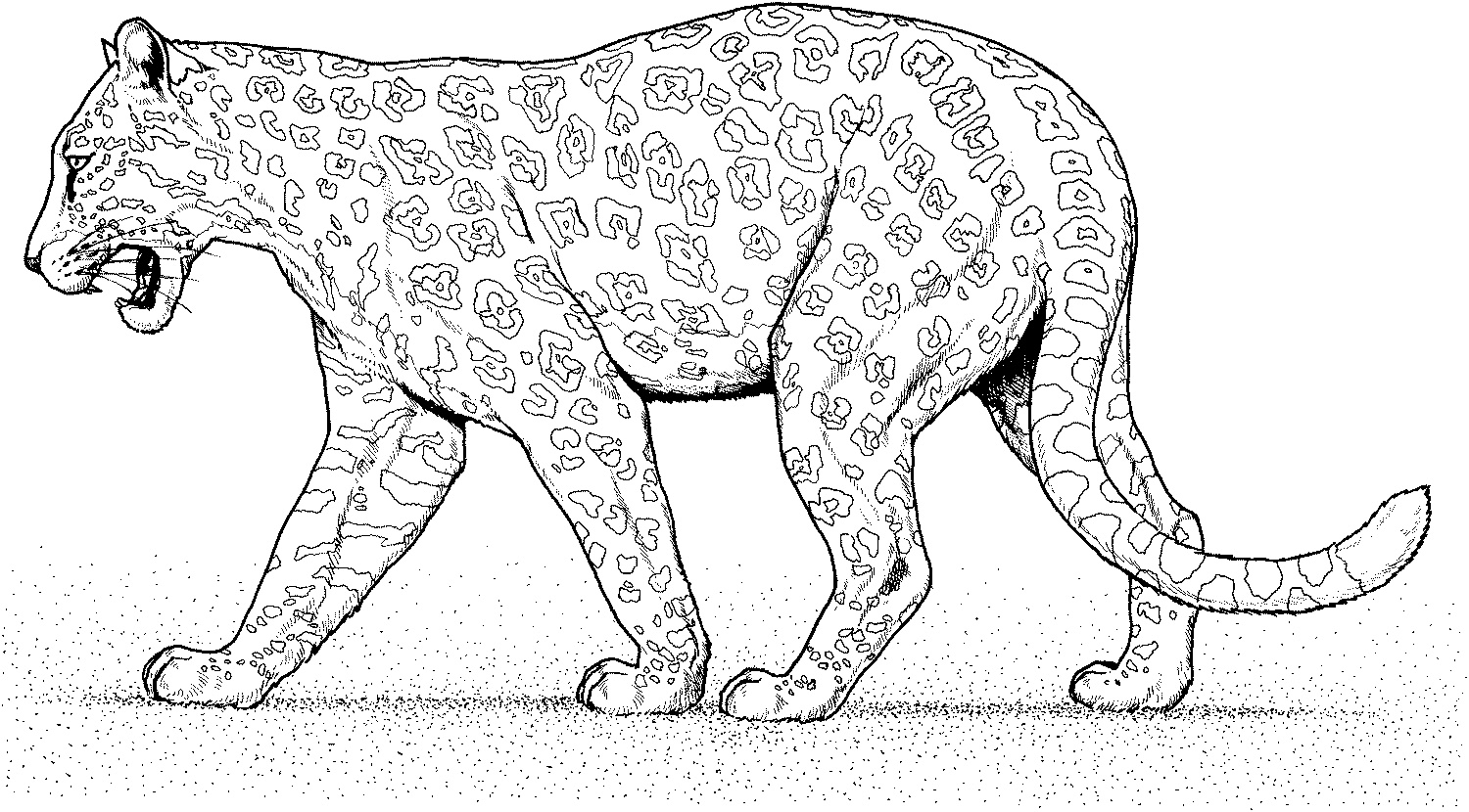 desenhos de leopardos para imprimir e colorir