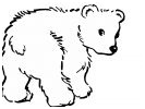 coloriage plume le petit ours polaire