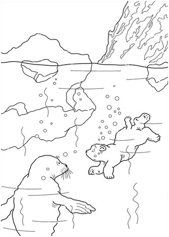 ours polaire qui nage avec un phoque