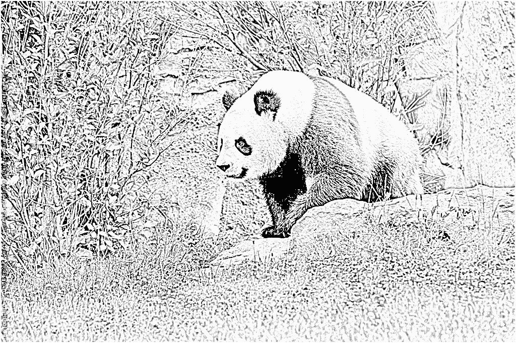image panda dessin imprimer