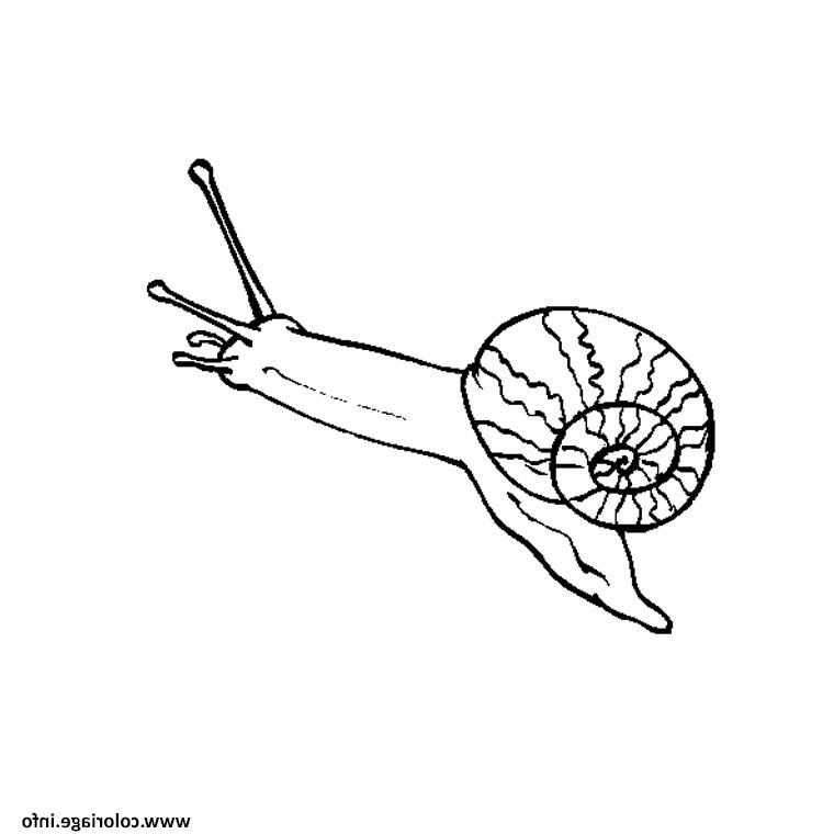 escargot pluie coloriage dessin