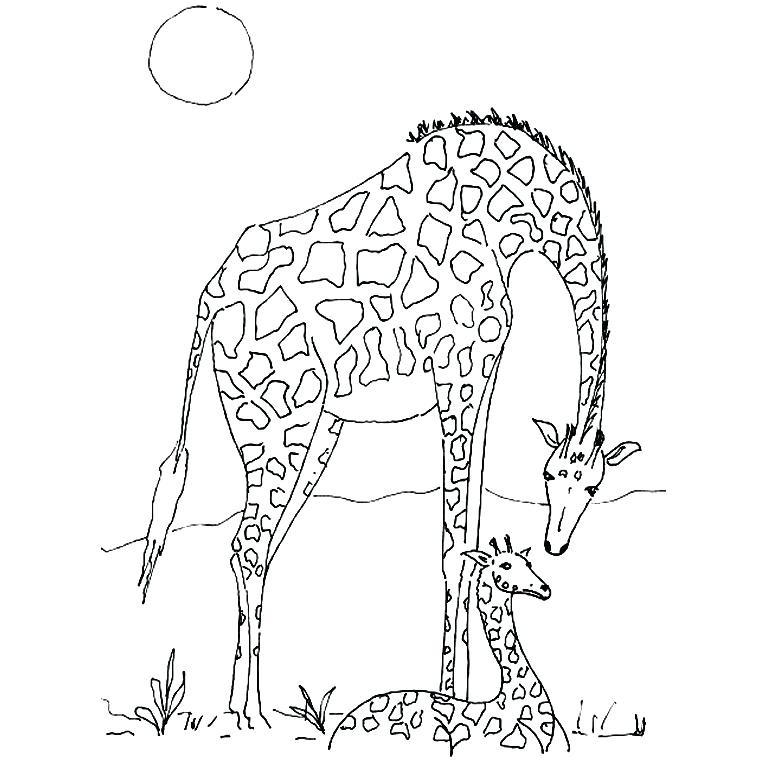 coloriage gratuit animaux savane de la africaine en ligne dessin colorier ou imprimer guru sur a