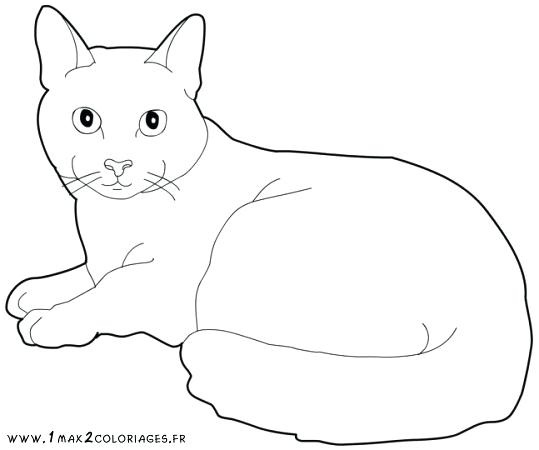 dessiner un chat facile dessin ment a faire