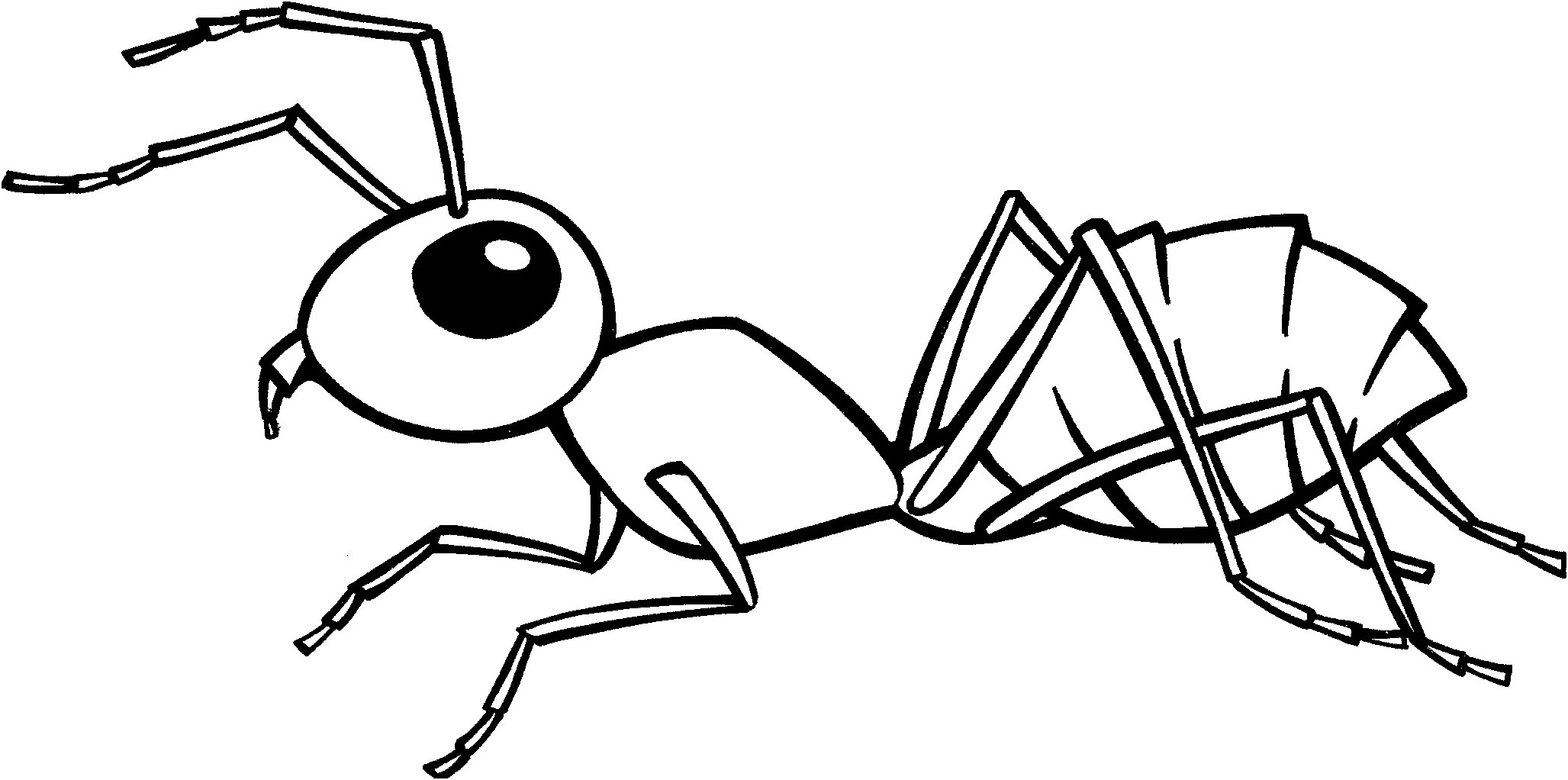fourmi dessin