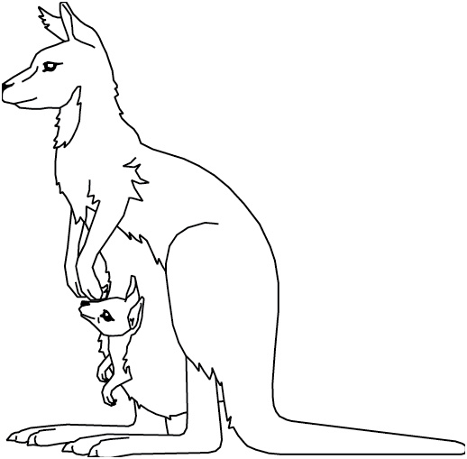 584 kangourou et son petit