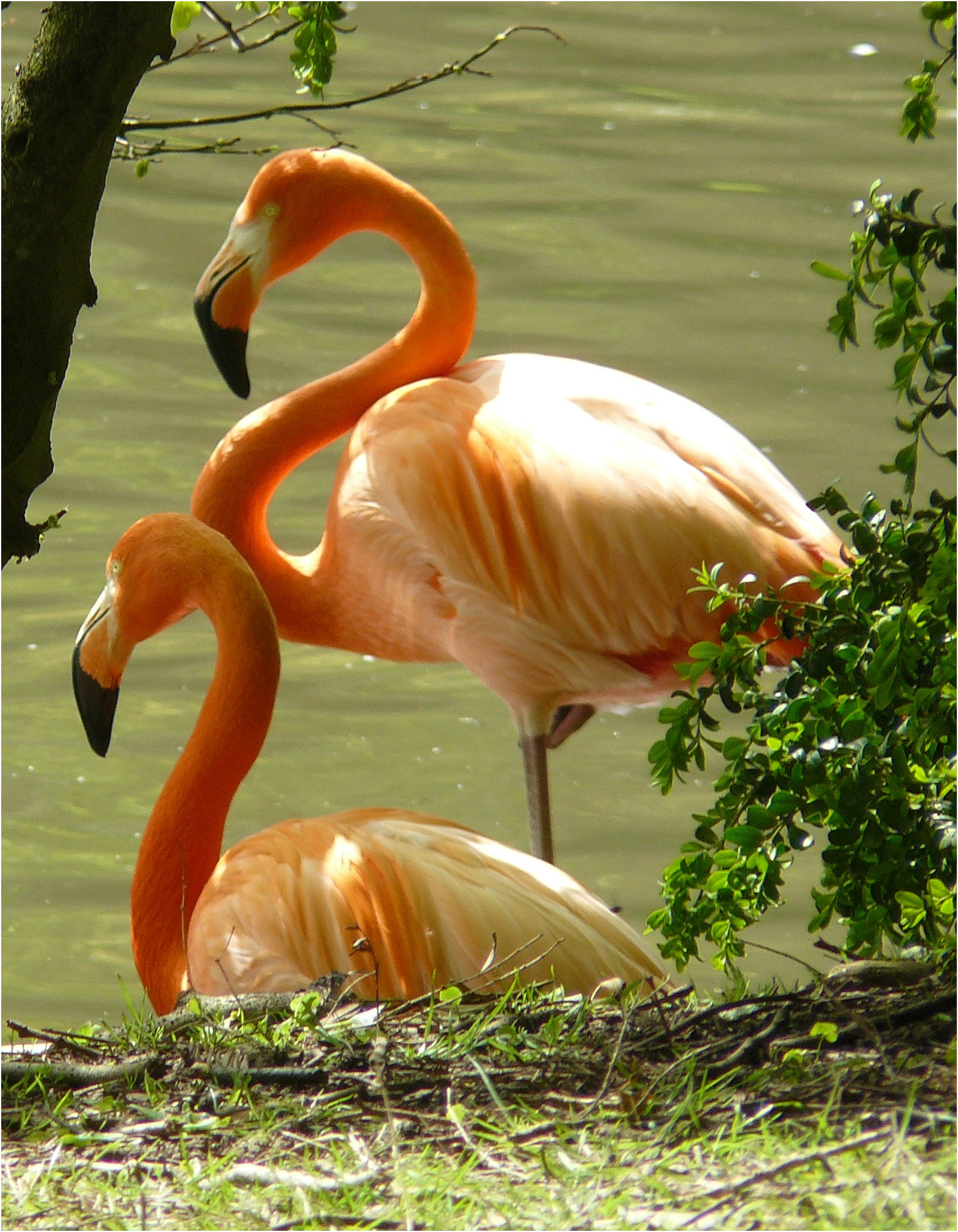 Le Flamant Rose Unique Le Flamant Rose