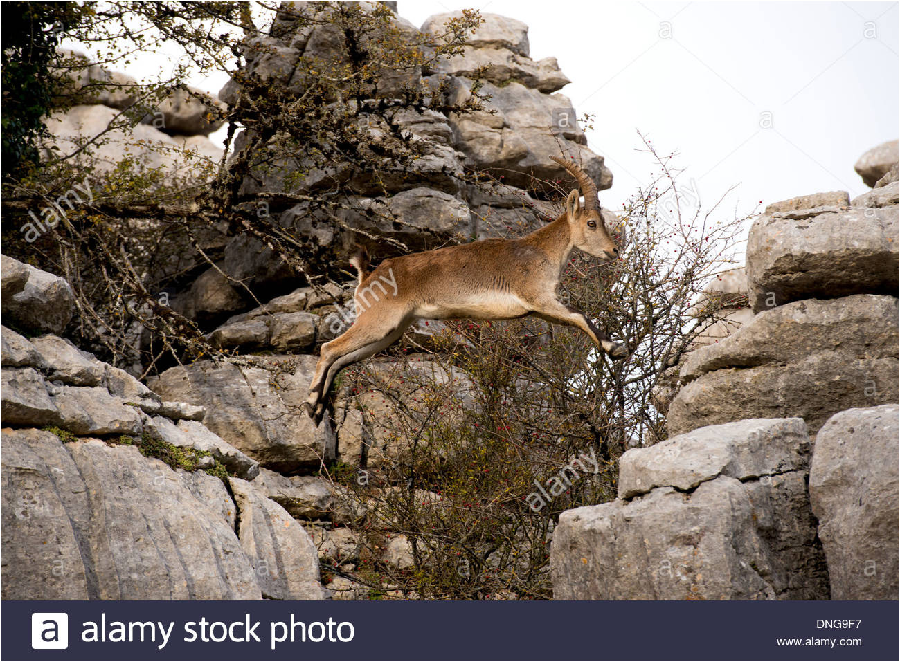 photo image ibex espagnol male la chevre de montagne sauvage au milieu de lair a travers le saut ecart sur montagne