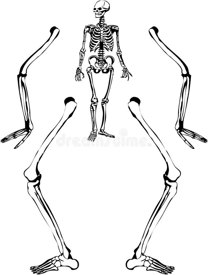 image libre de droits squelette humain de dessin image