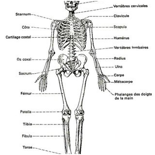 Anatomie du squelette humain constitue de 206 os constants fig1