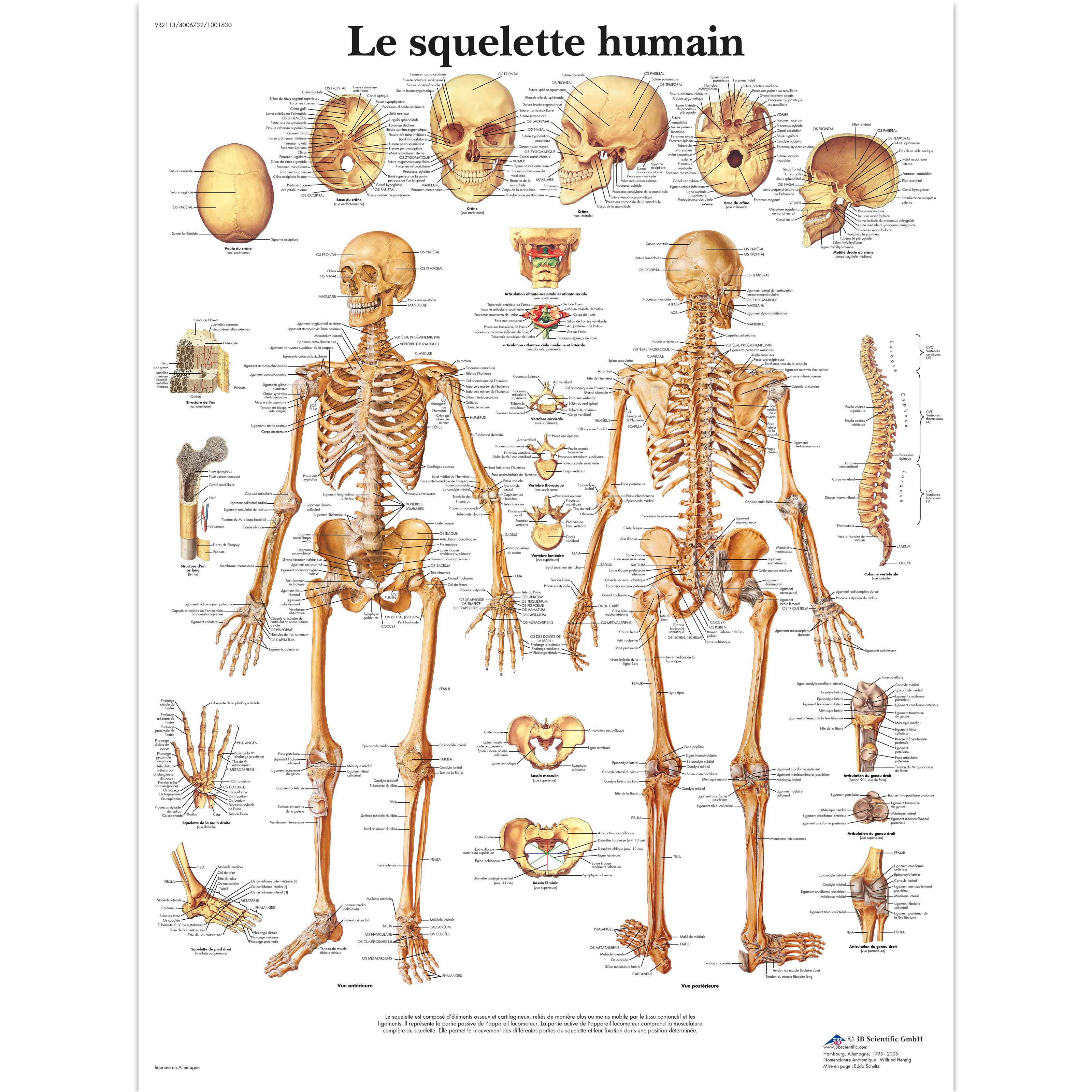 le squelette humain vr2113uu 3b scientific p 1368 2808