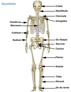 le squelette
