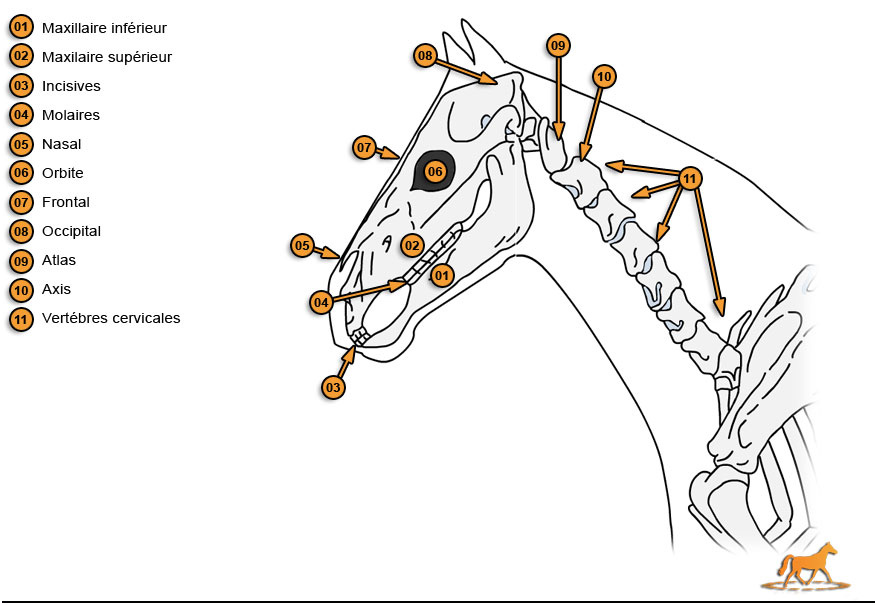 cheval anatomie squelette